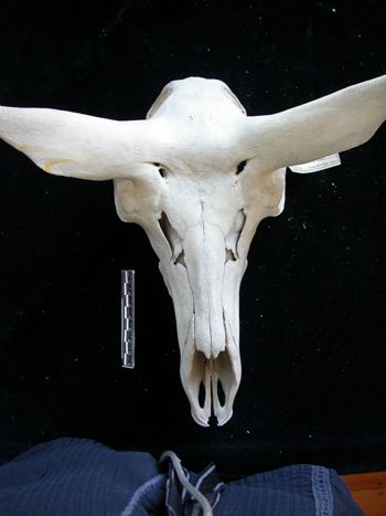 Media type: image;   Mammalogy 17733